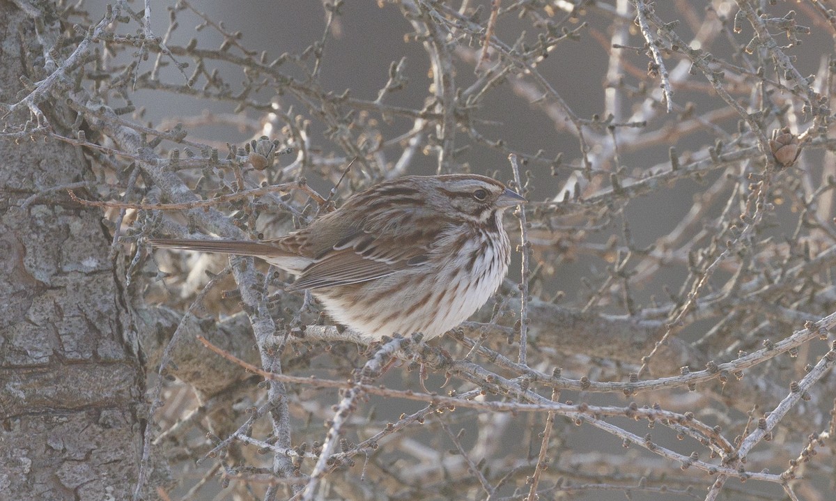 Singammer - ML647288562