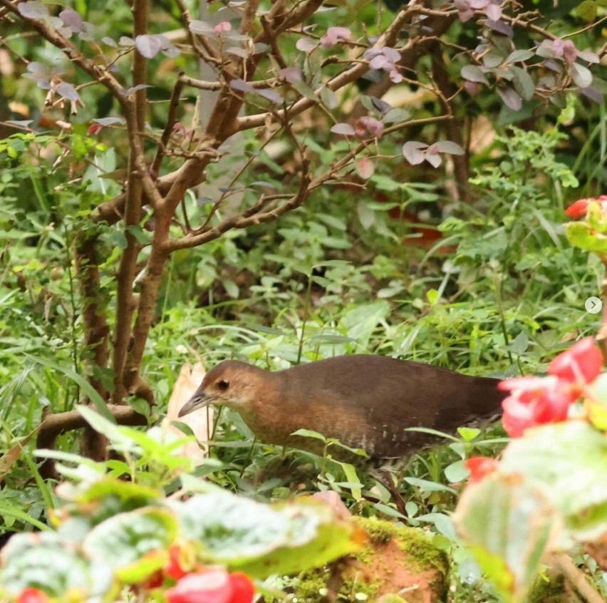 Погонич далекосхідний - ML647288566