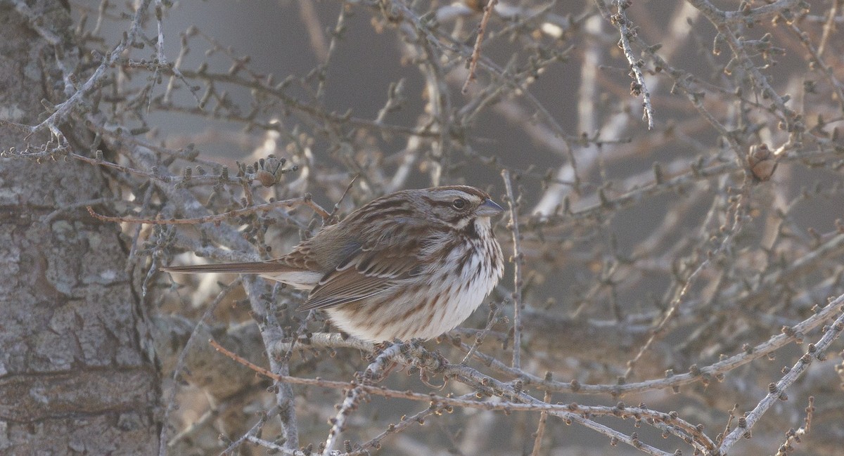 Singammer - ML647288570