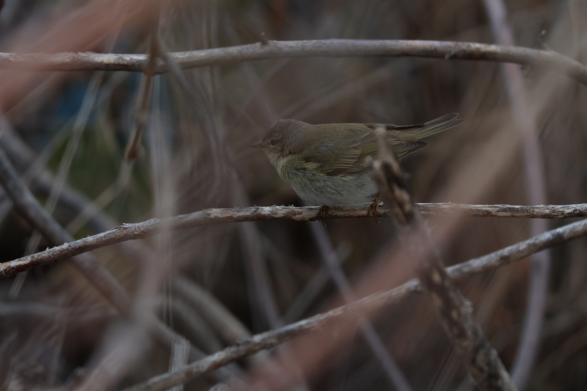 Вівчарик весняний - ML647288574