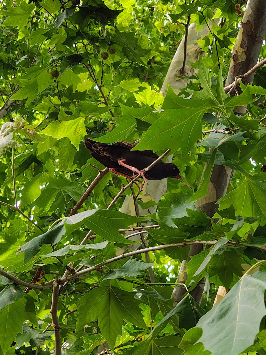 blyrikse - ML647288605