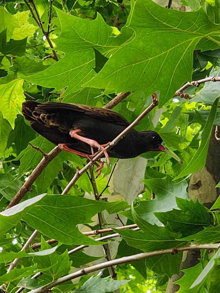 Kurşuni Sukılavuzu - ML647288606