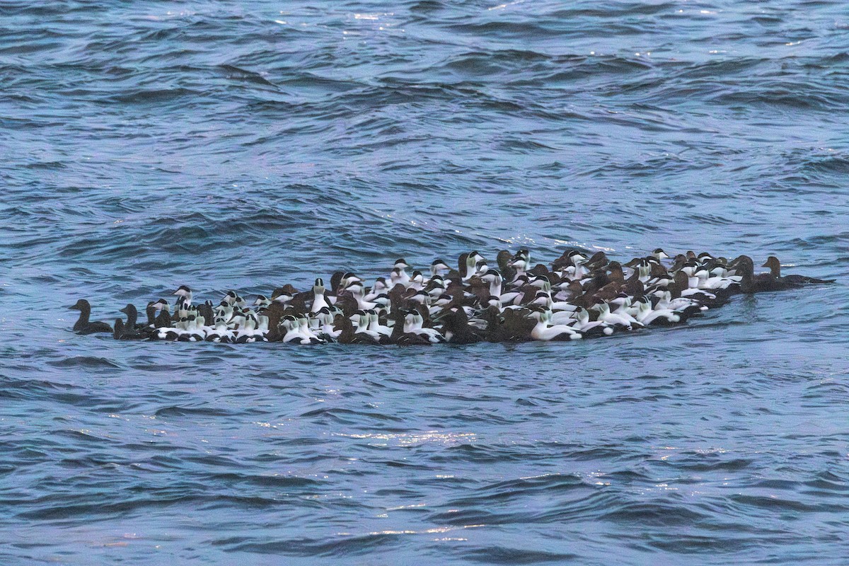 Common Eider - ML647288609