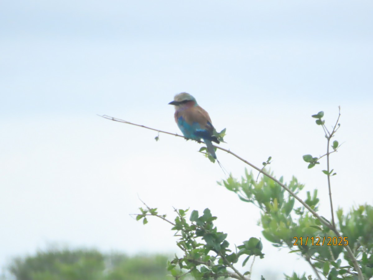 Lilac-breasted Roller - ML647288629