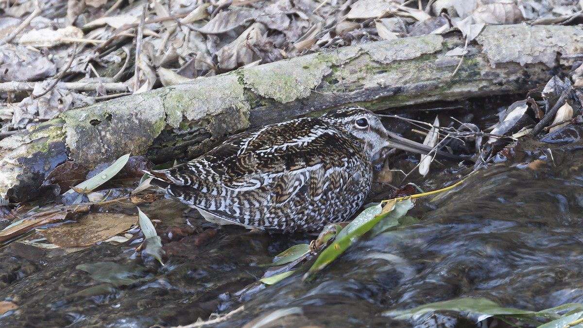 Баранець-самітник - ML647288631