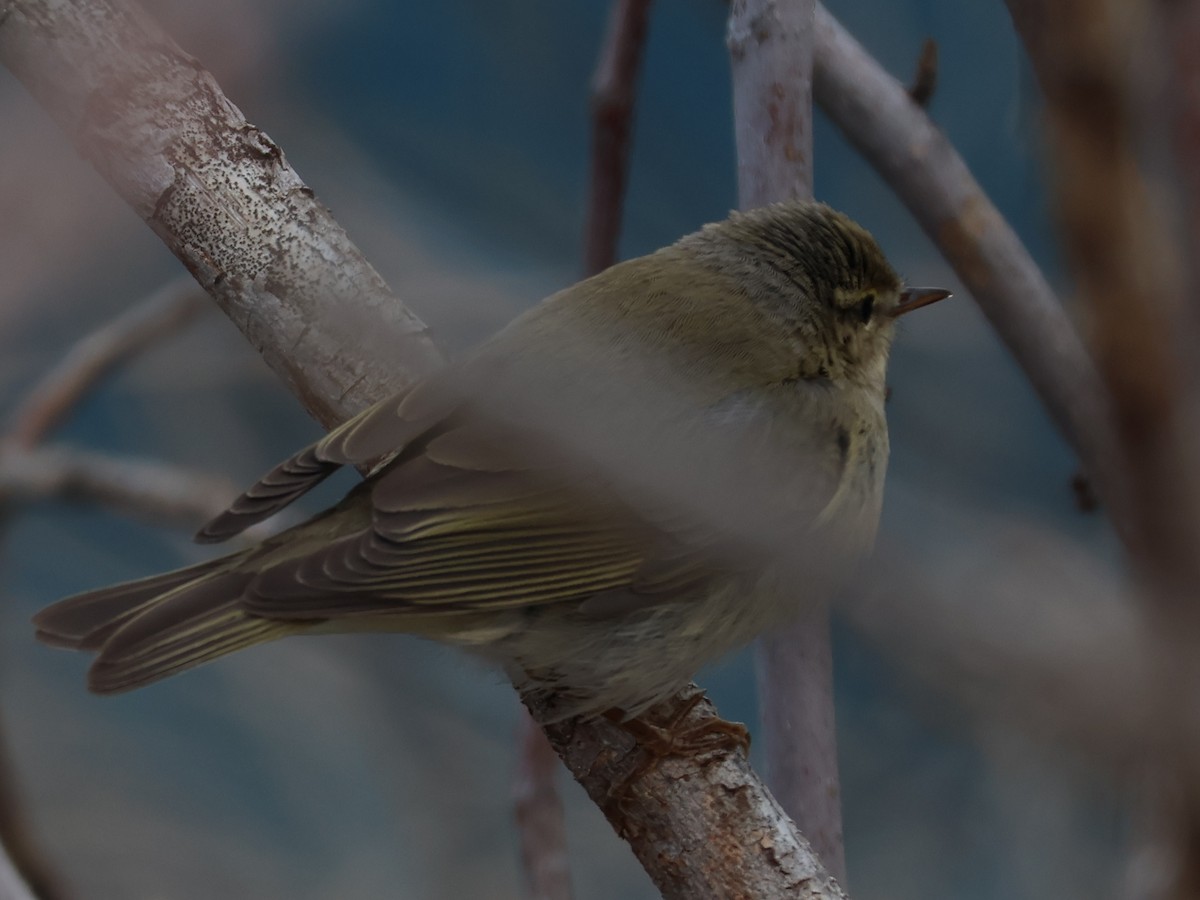 Вівчарик весняний - ML647288640