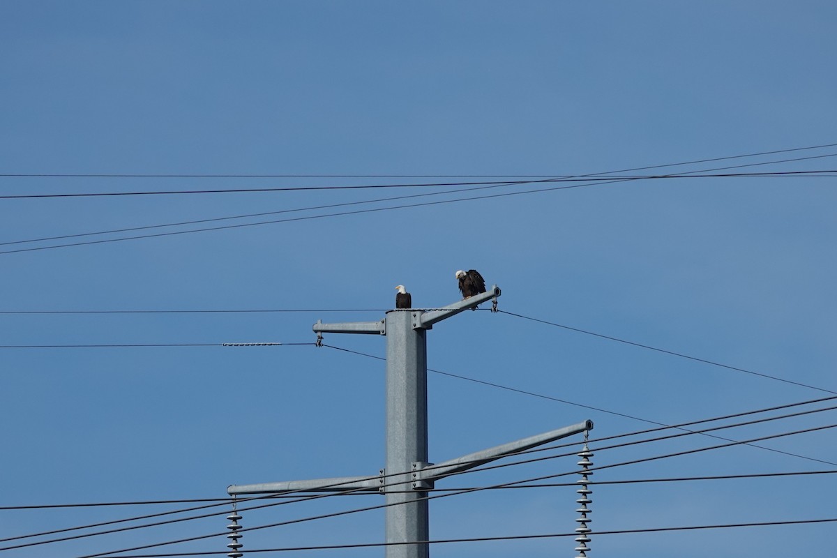 Bald Eagle - ML647288644