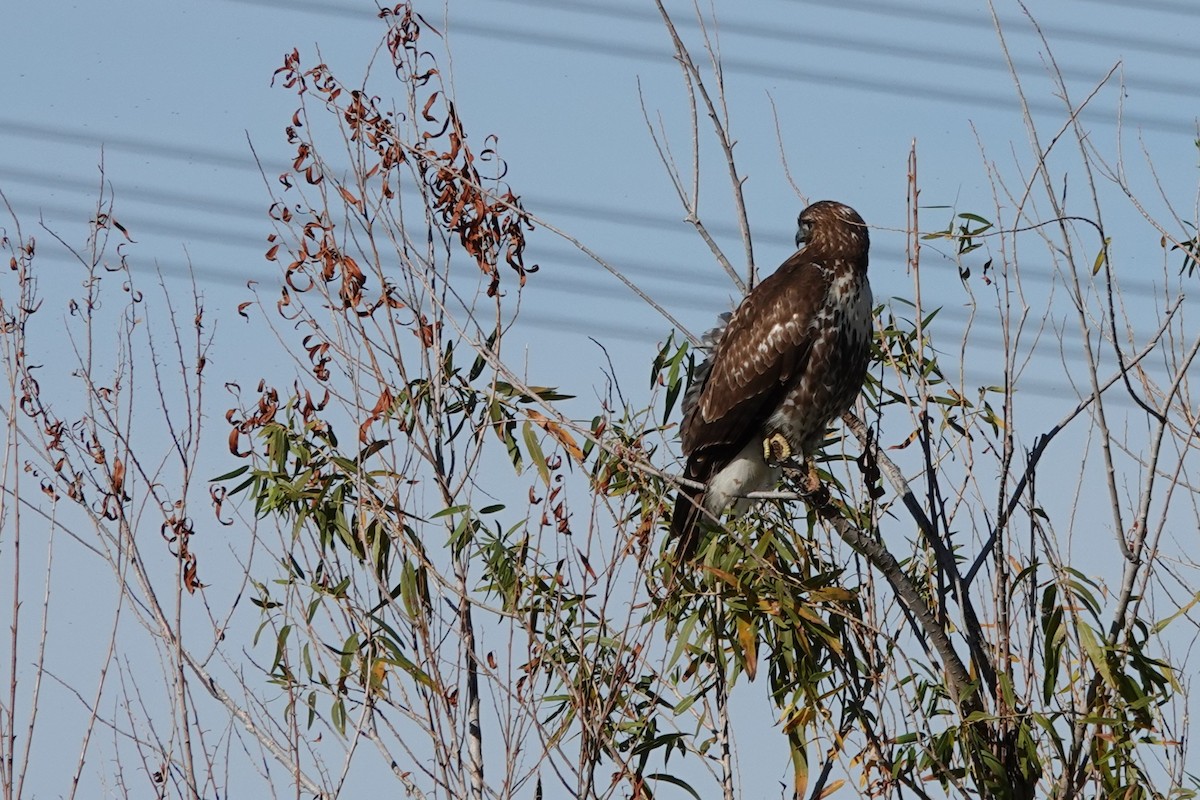 Red-tailed Hawk - ML647288657