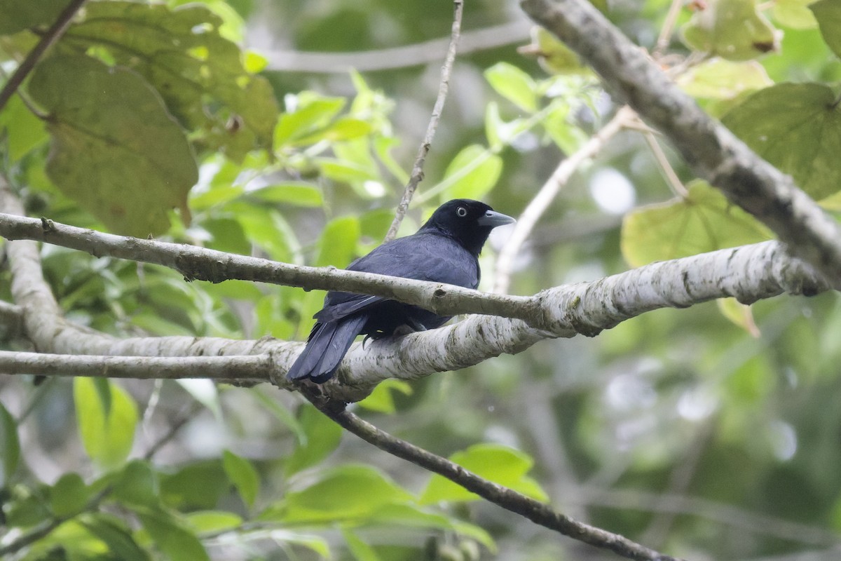 svartvanga - ML647288682