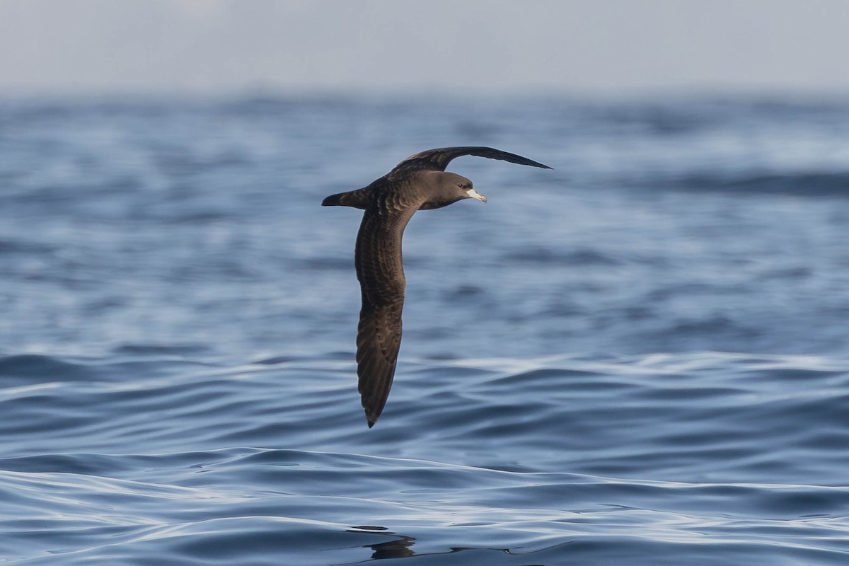 Flesh-footed Shearwater - ML647288683