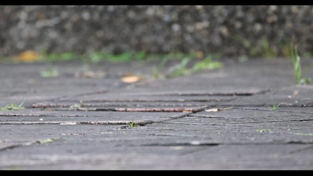 konipas bílý - ML647288684