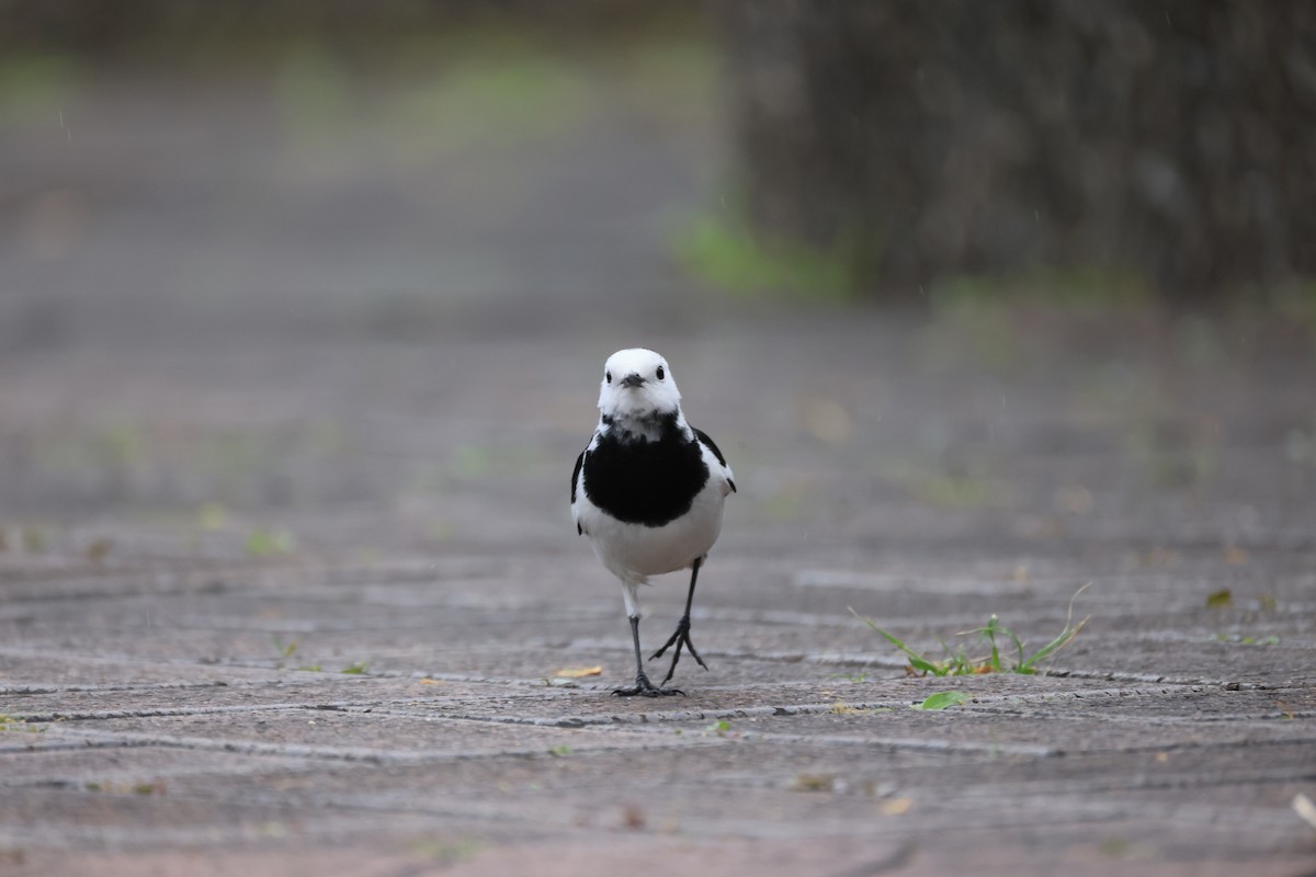 linerle - ML647288685