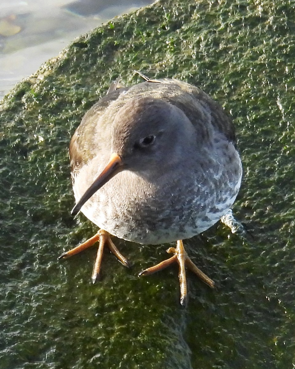 fjæreplytt - ML647288687