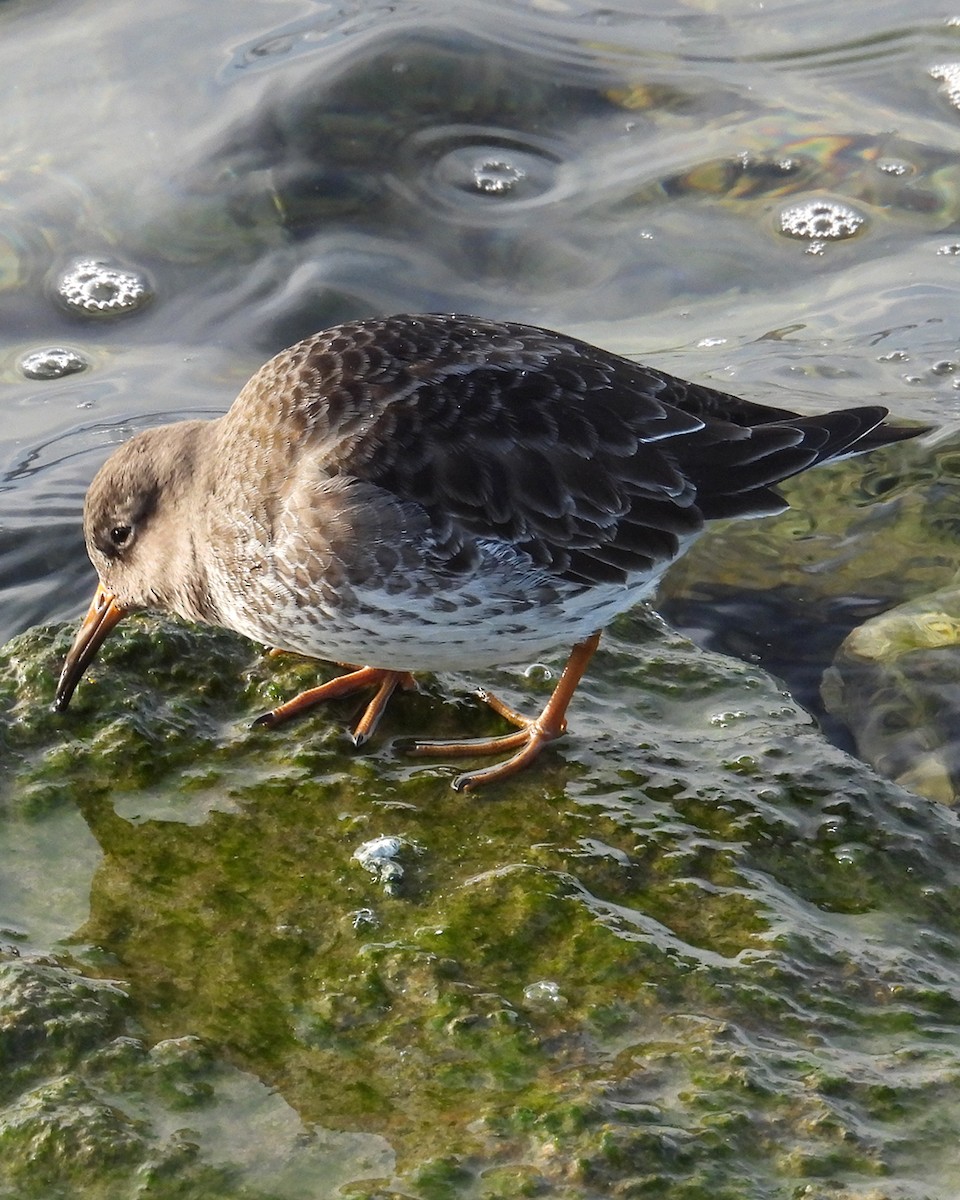 fjæreplytt - ML647288688