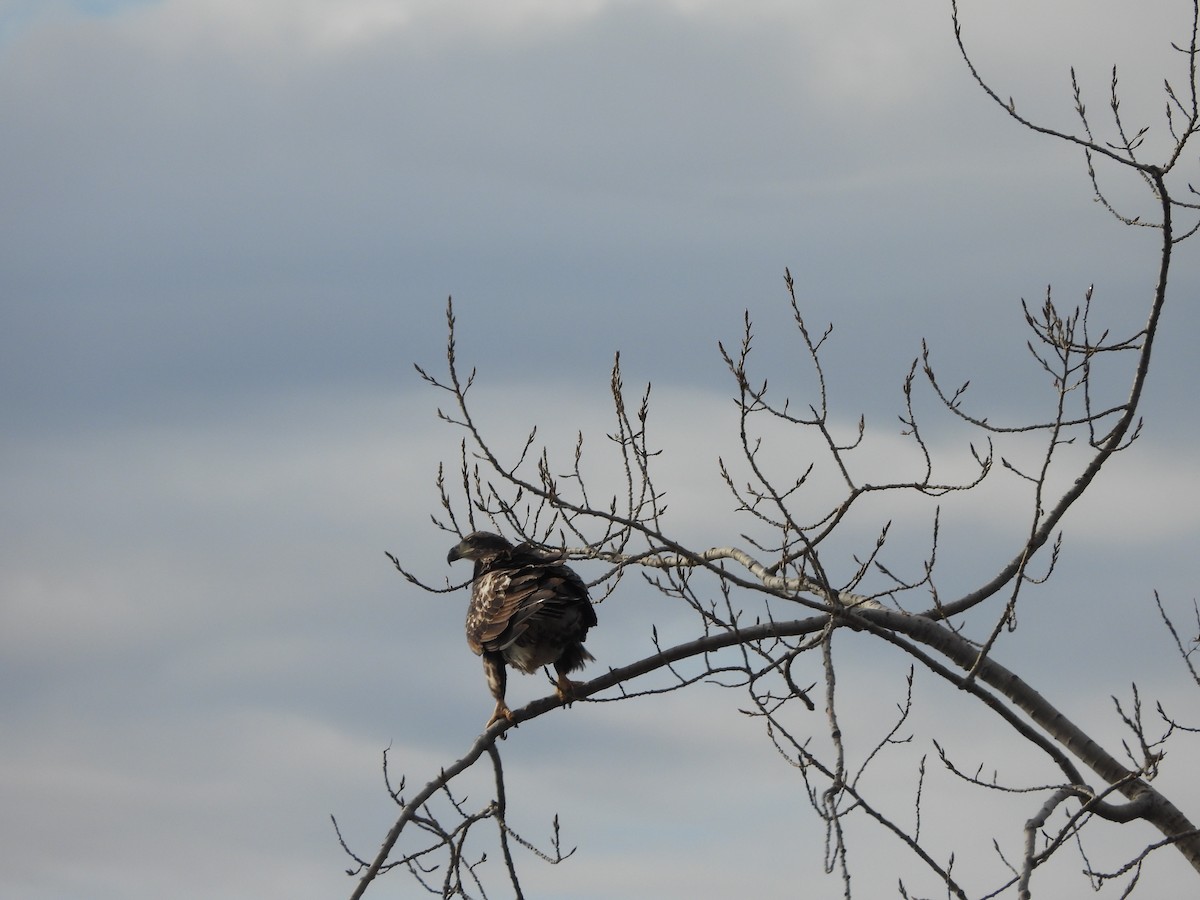 hvithodehavørn - ML647288689