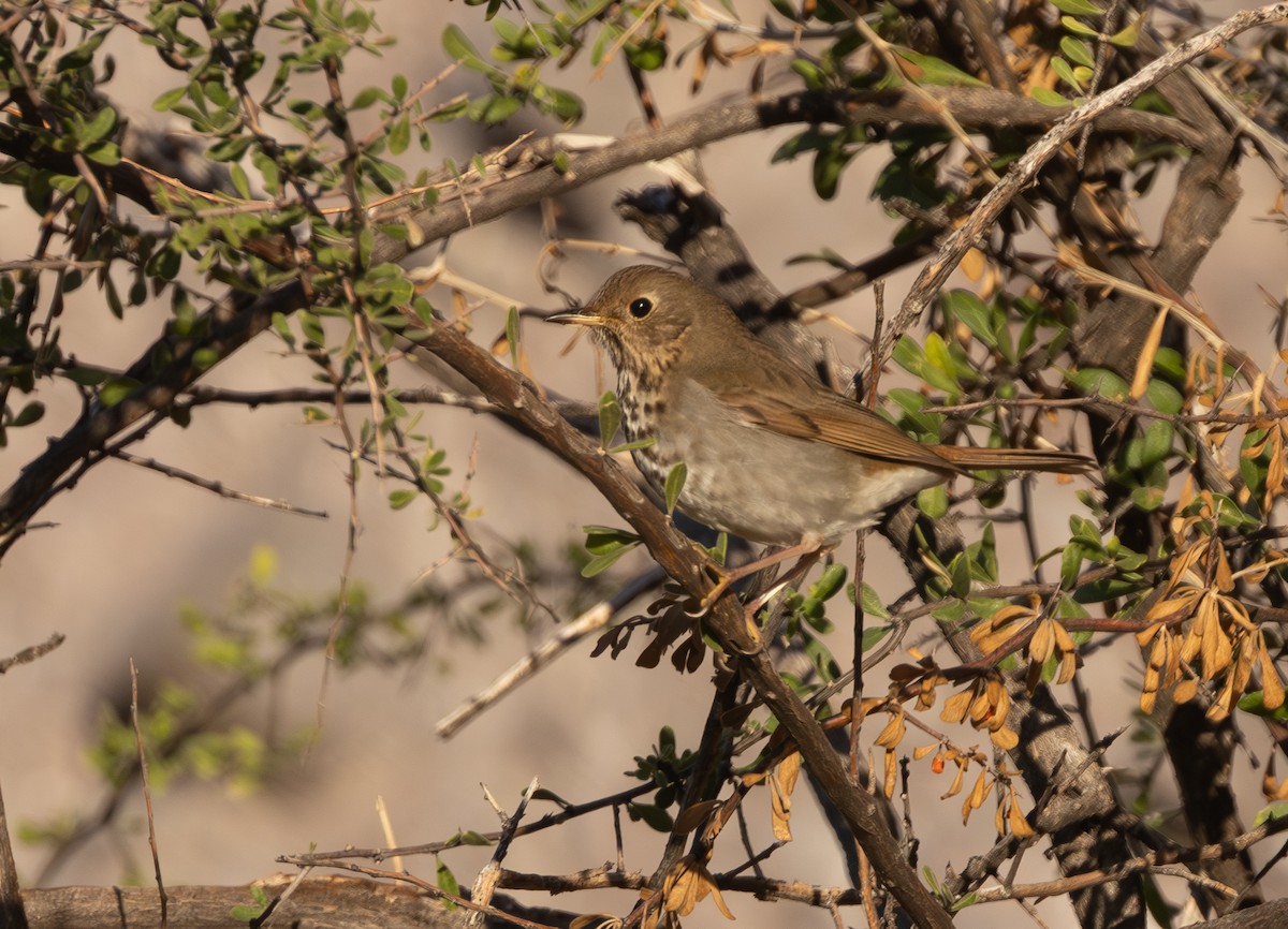 eremittskogtrost - ML647288690