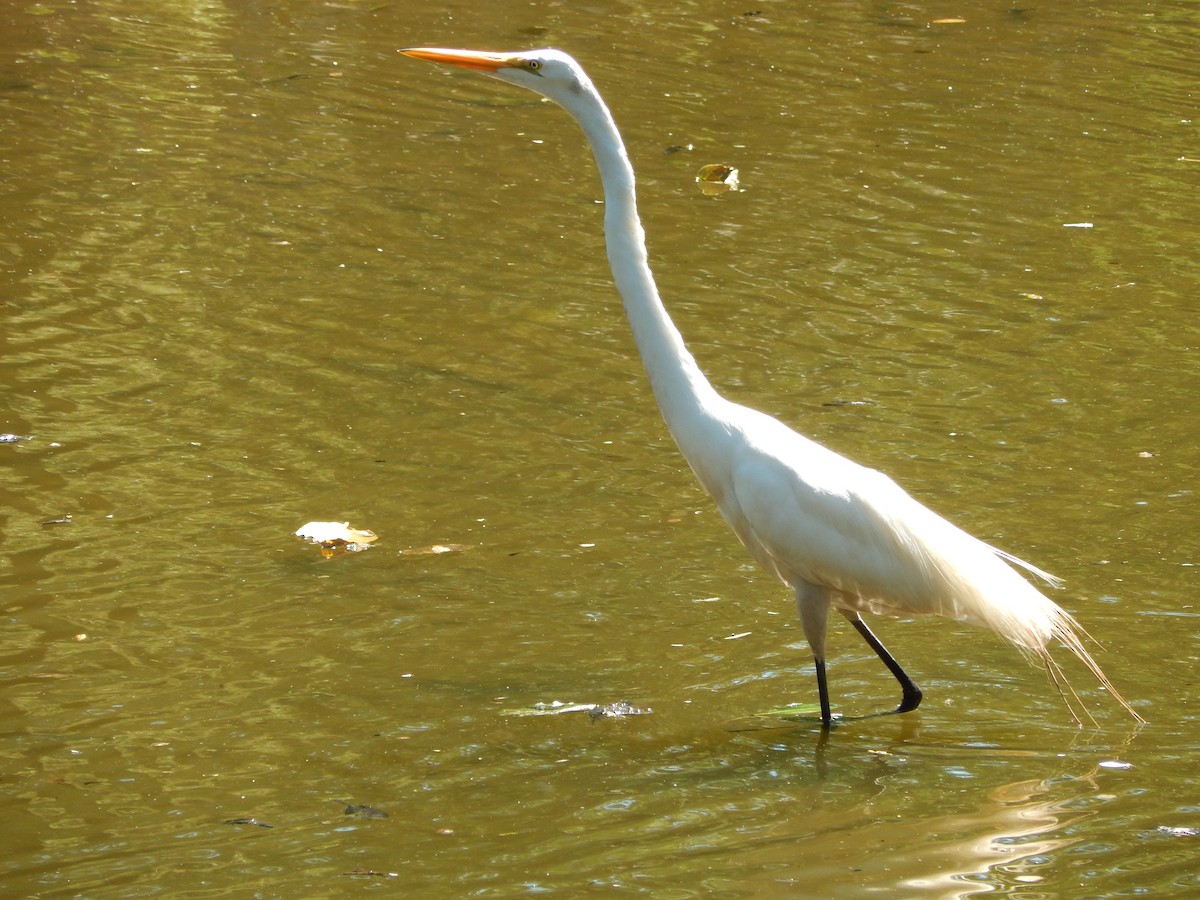 egretthegre - ML647288691