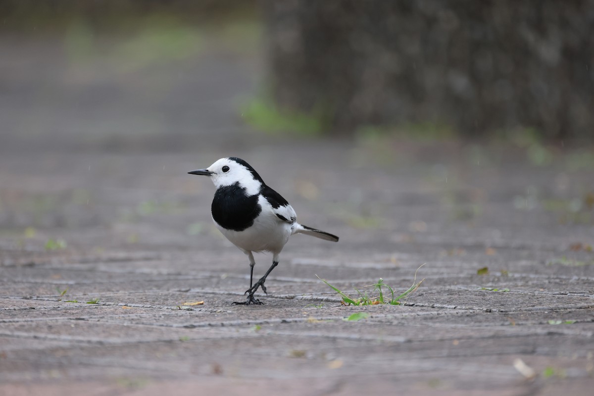 linerle - ML647288693