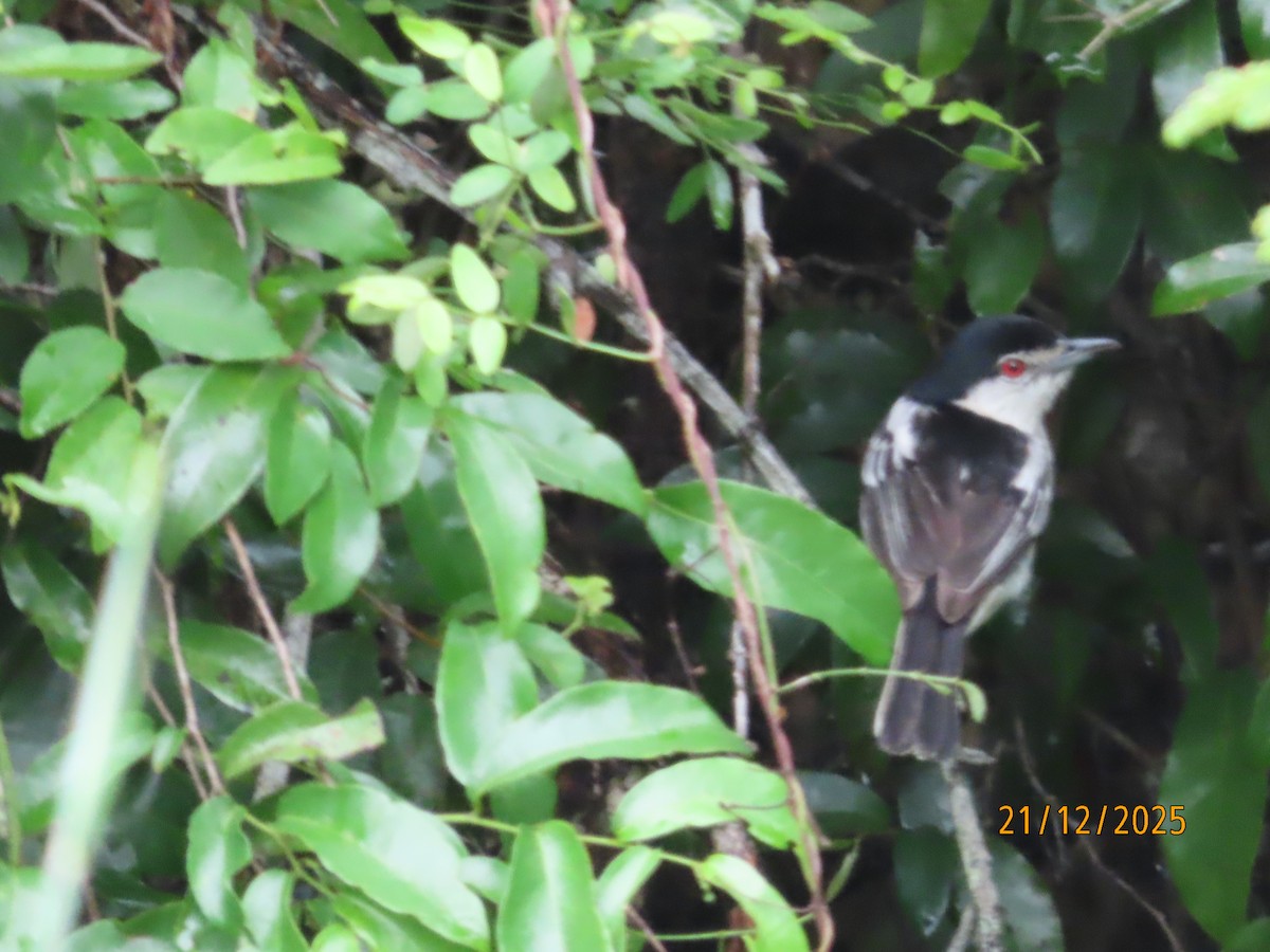 sørdunrygg - ML647288694