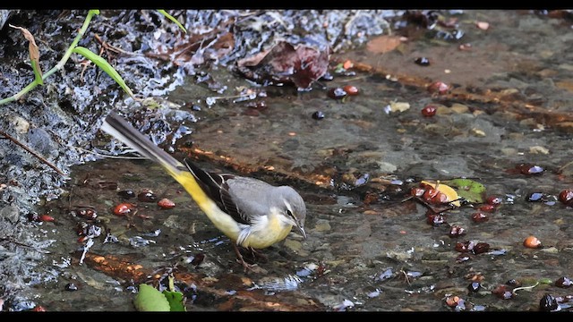 konipas horský - ML647288695