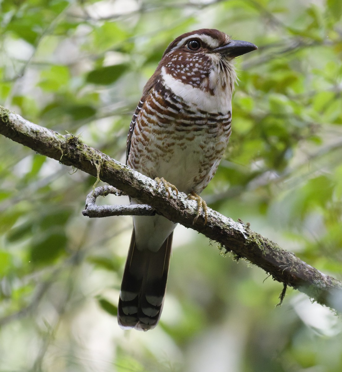 tykknebbmarkråke - ML647288696