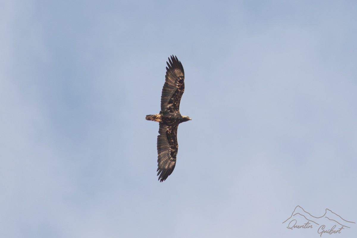 keiserørn - ML647288697