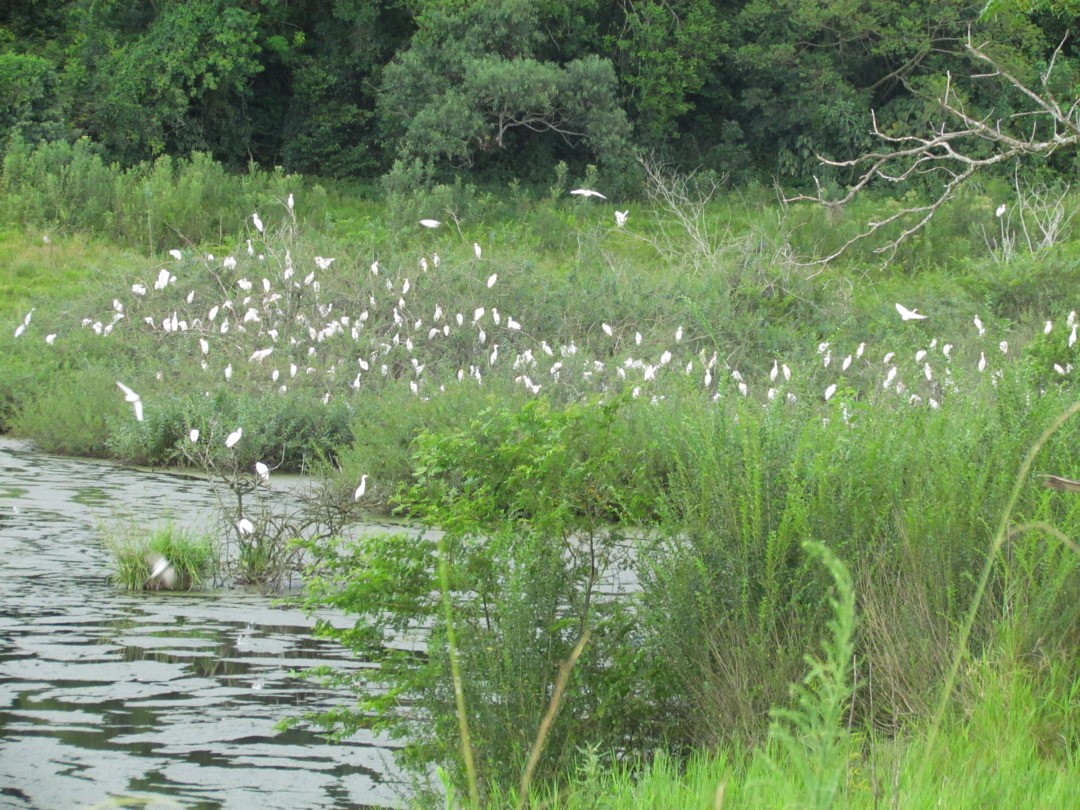 kuhegre - ML647288698