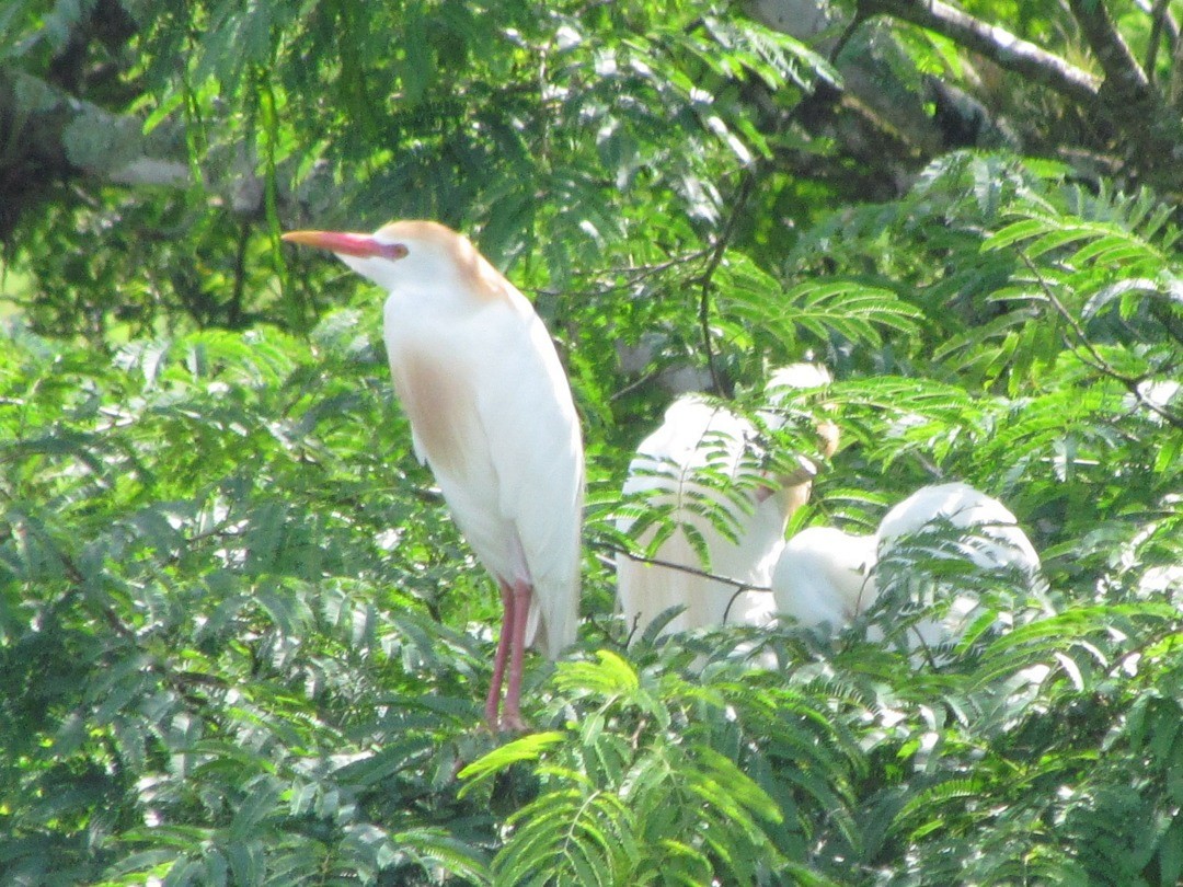 kuhegre - ML647288699