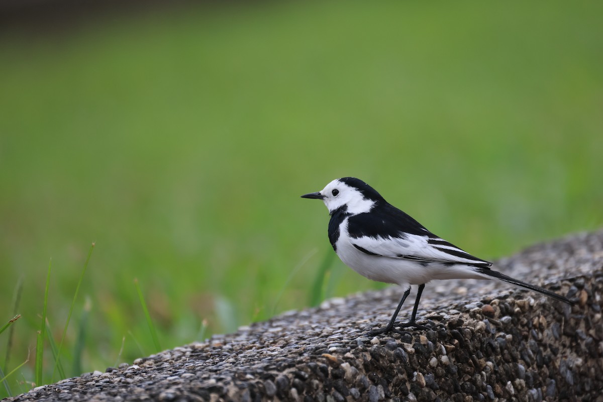 linerle - ML647288700