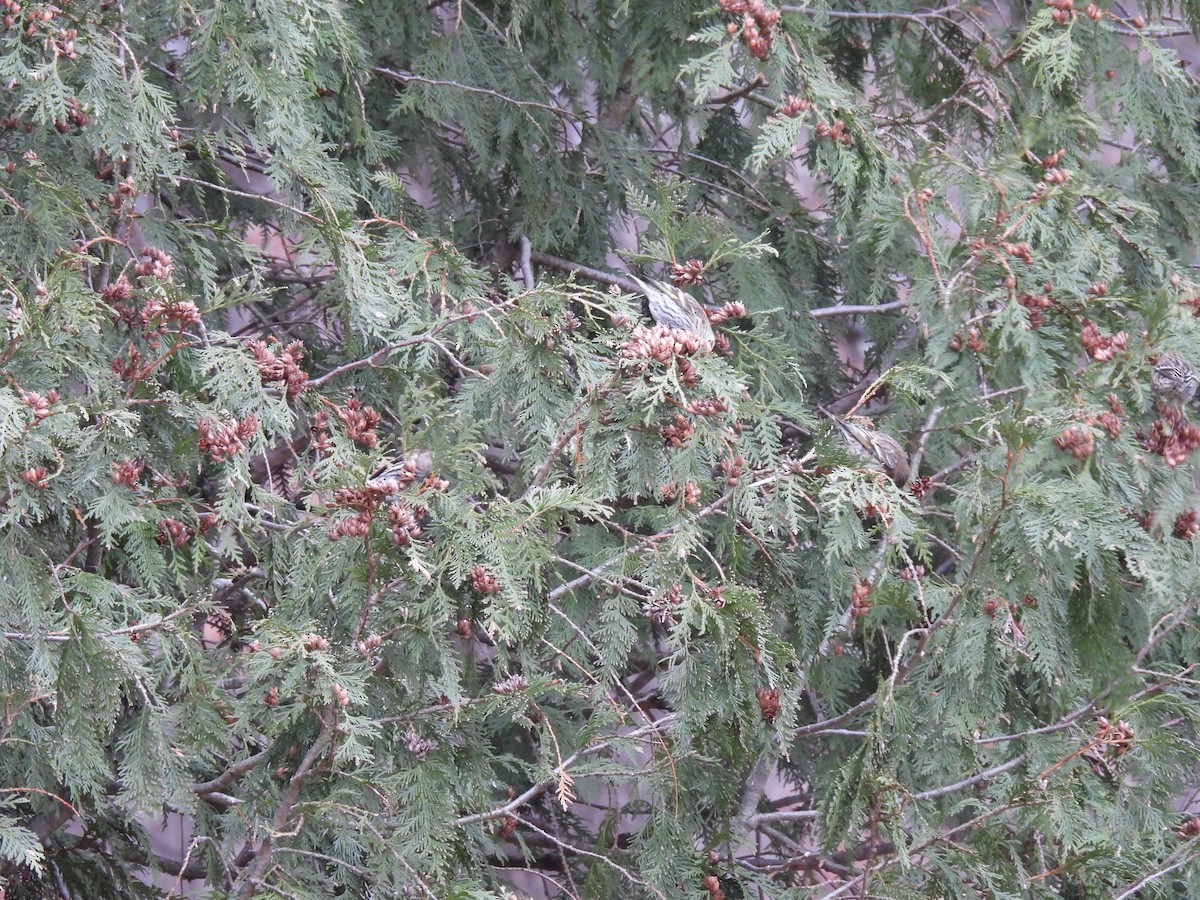 stripesisik - ML647288701