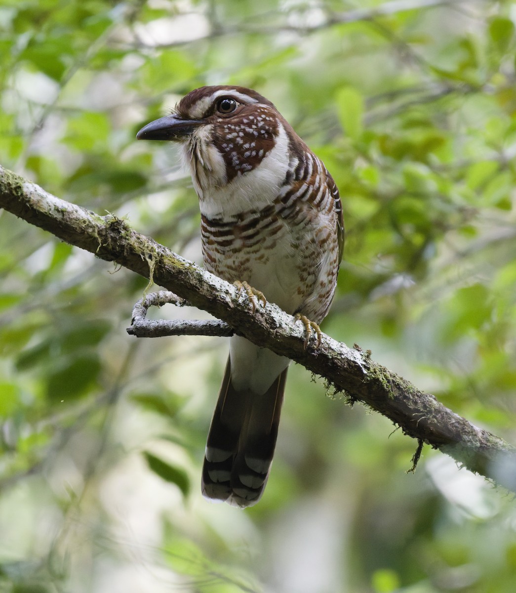 tykknebbmarkråke - ML647288702