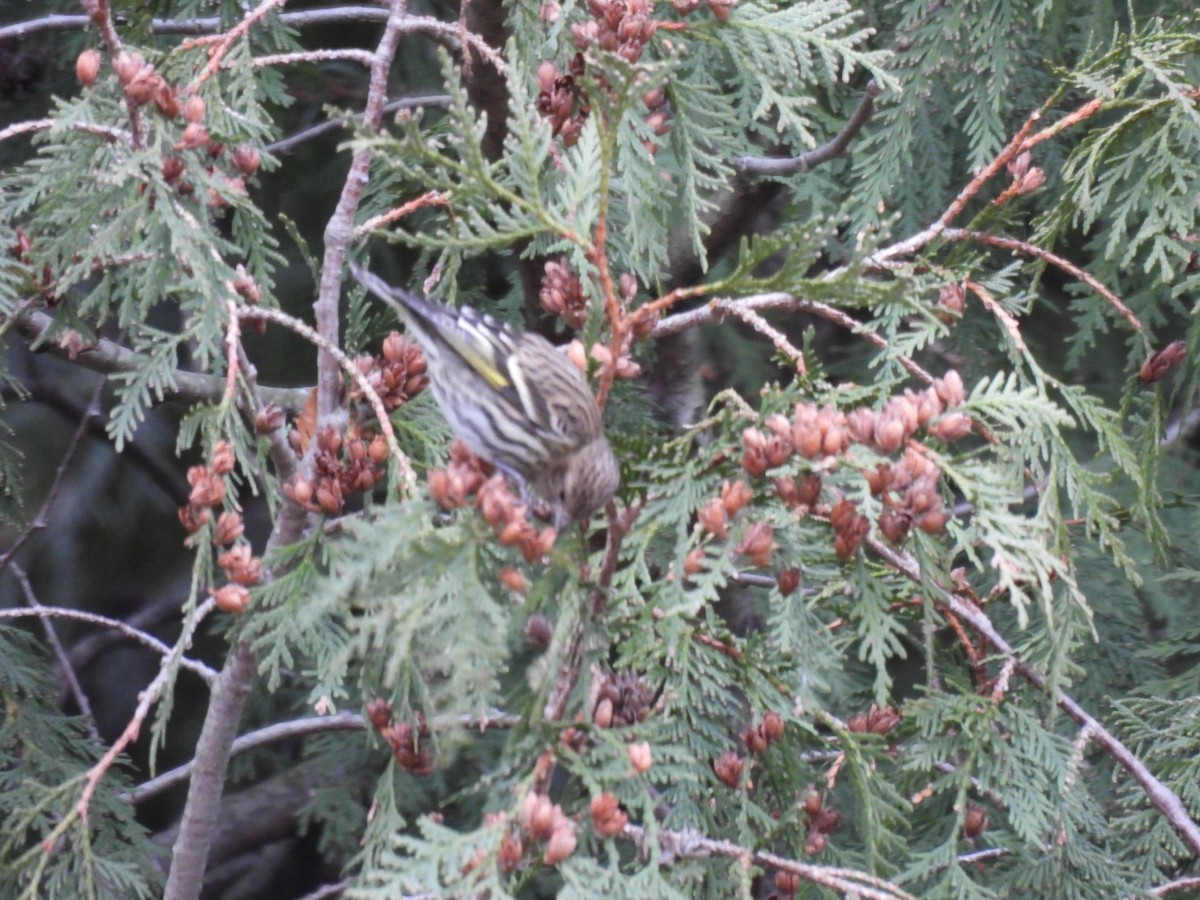 stripesisik - ML647288703