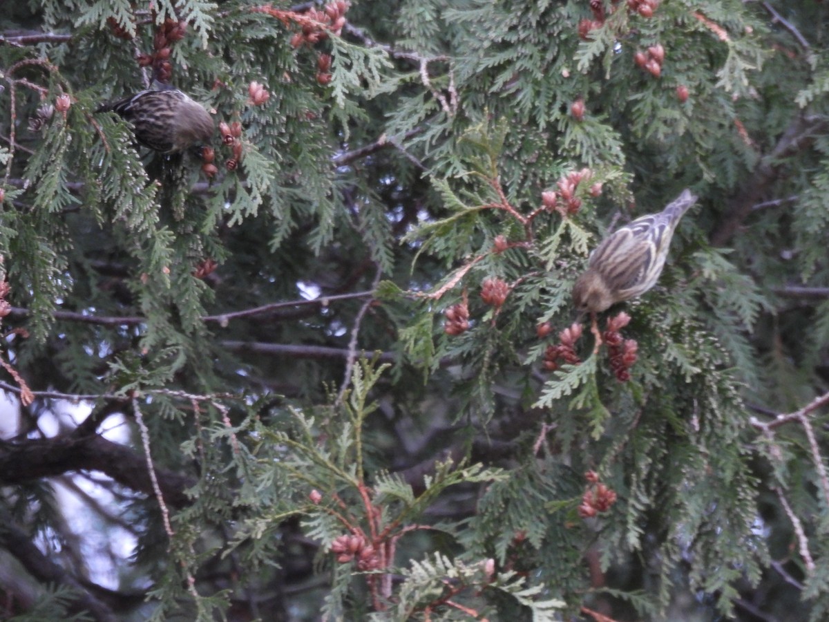 stripesisik - ML647288709