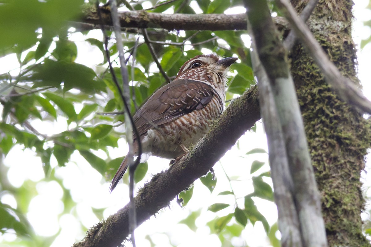 tykknebbmarkråke - ML647288710