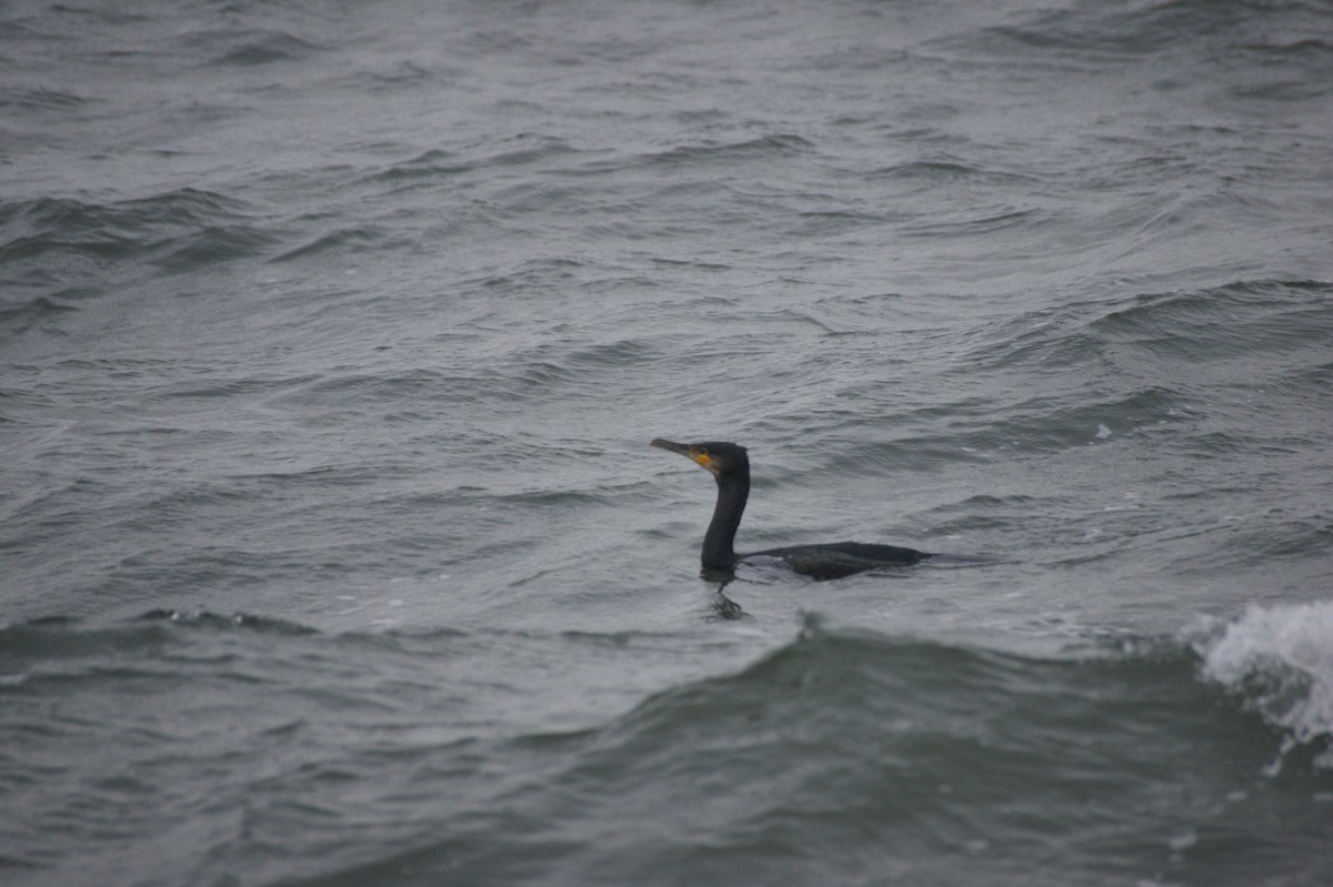 storskarv - ML647288711