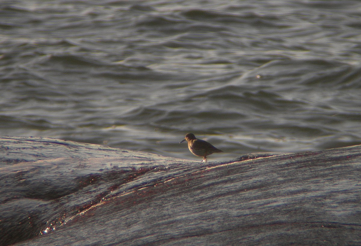 fjæreplytt - ML647288712