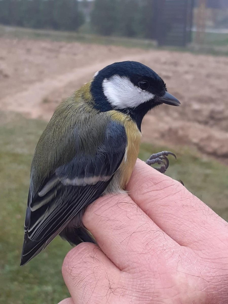 kjøttmeis - ML647288713