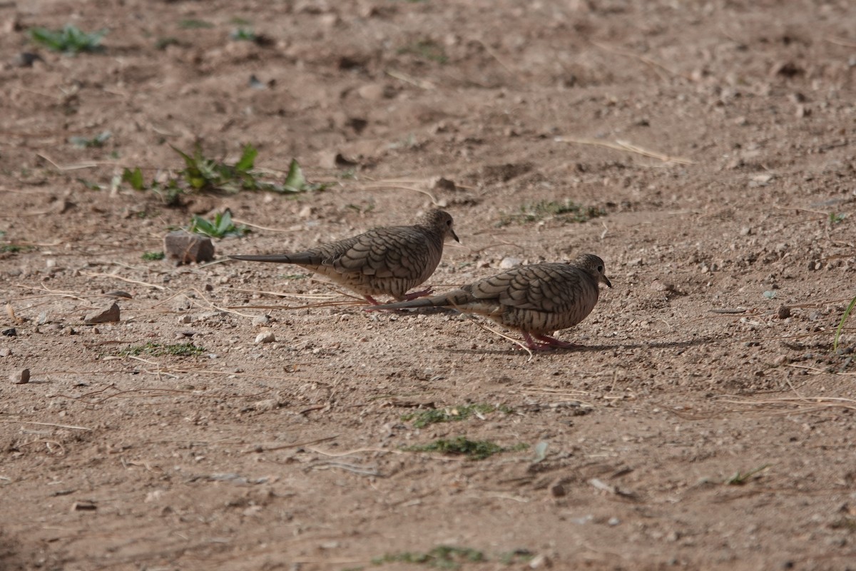 kaktusdue - ML647288714