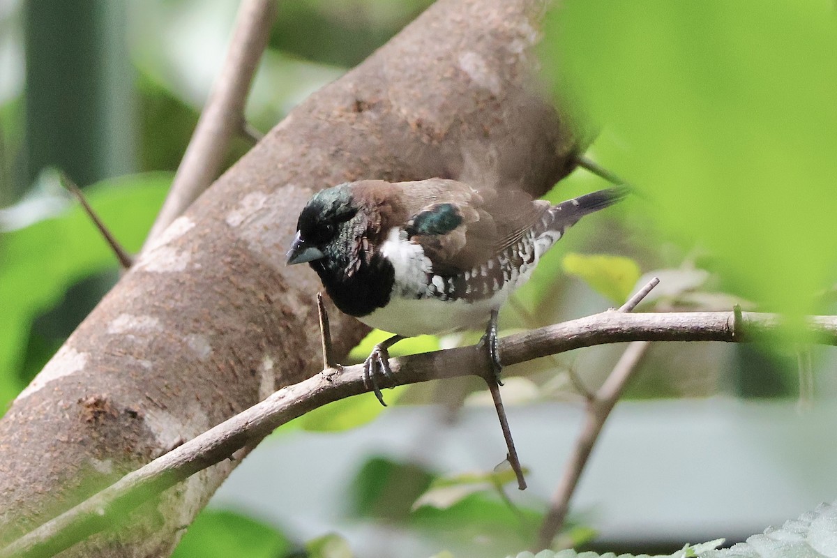 Bronze Mannikin - ML647288720