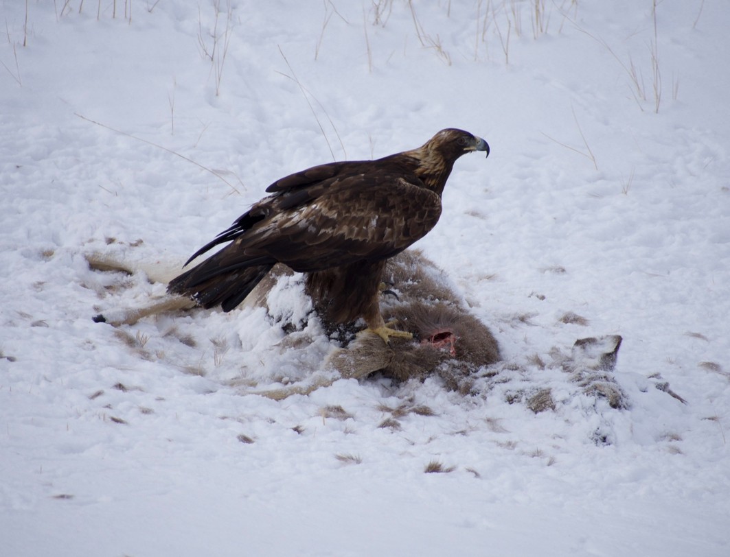 Golden Eagle - ML647288725