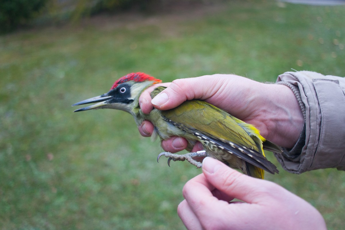 Pic vert - ML647288727