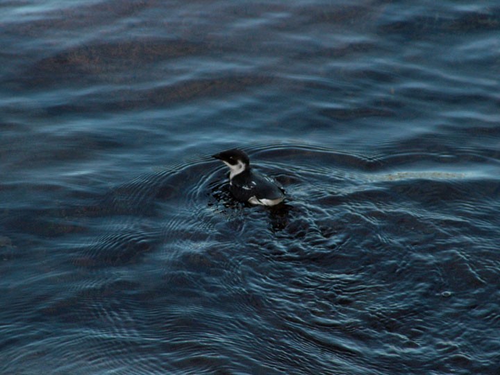 Küçük Alk - ML647288729