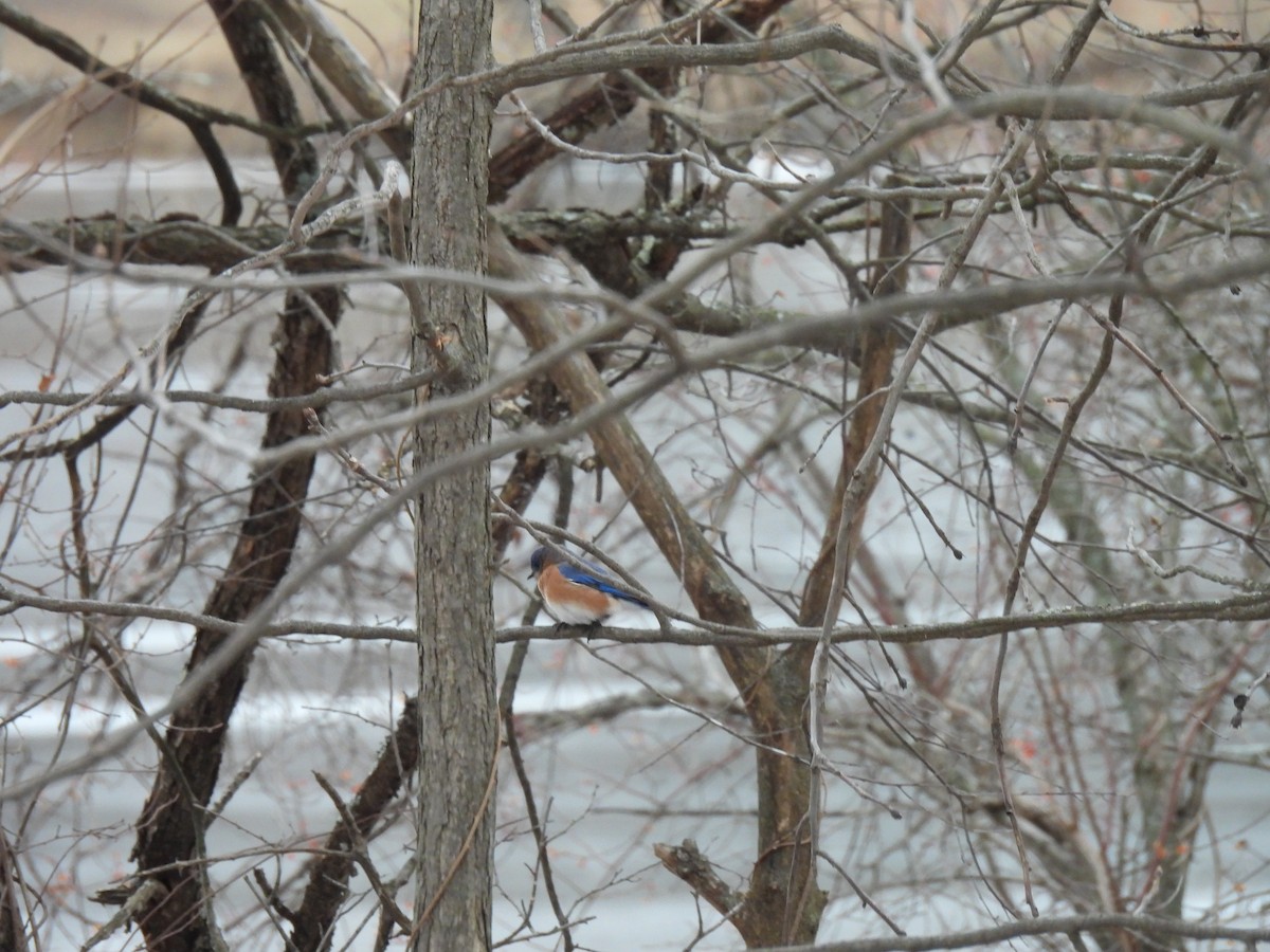 Azulejo Oriental - ML647288730