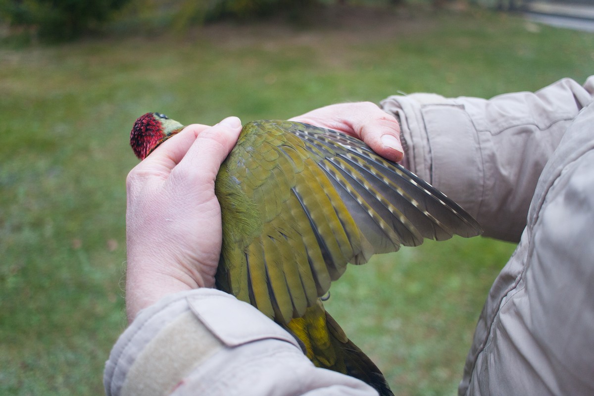 Pic vert - ML647288737