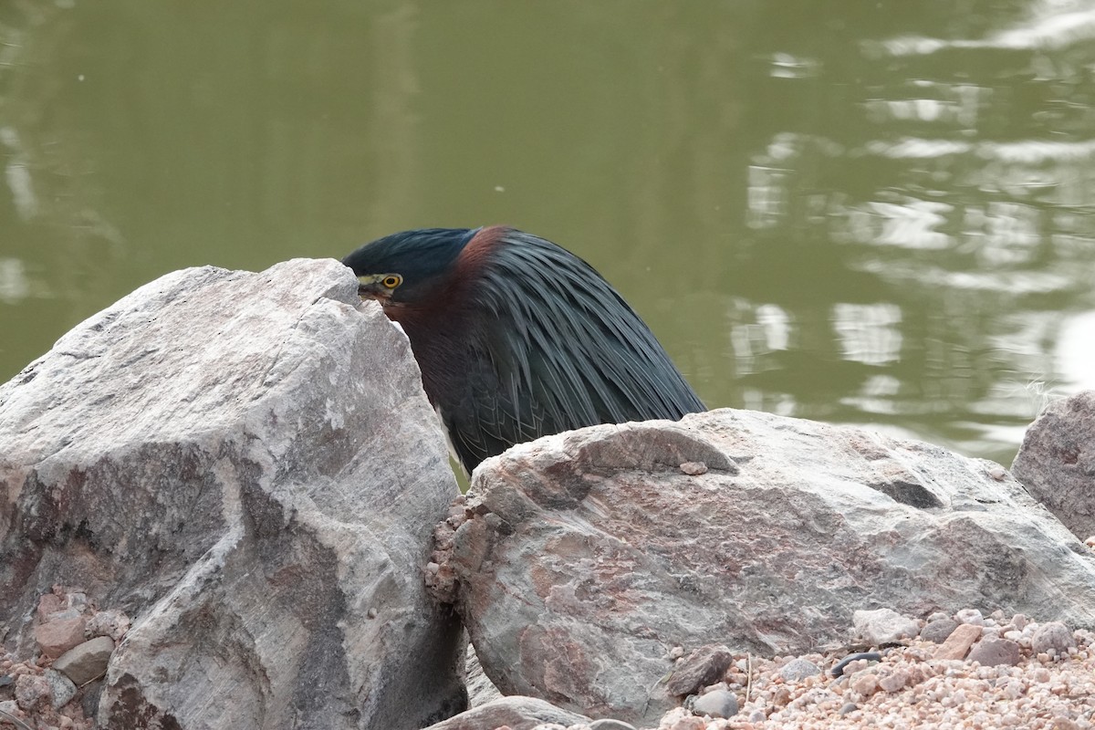 Green Heron - ML647288745