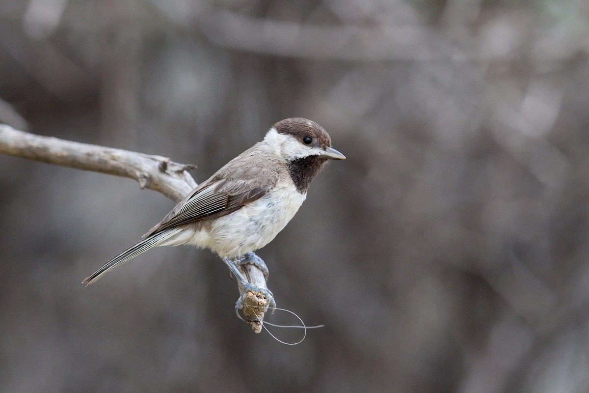 sýkora temná - ML647288759