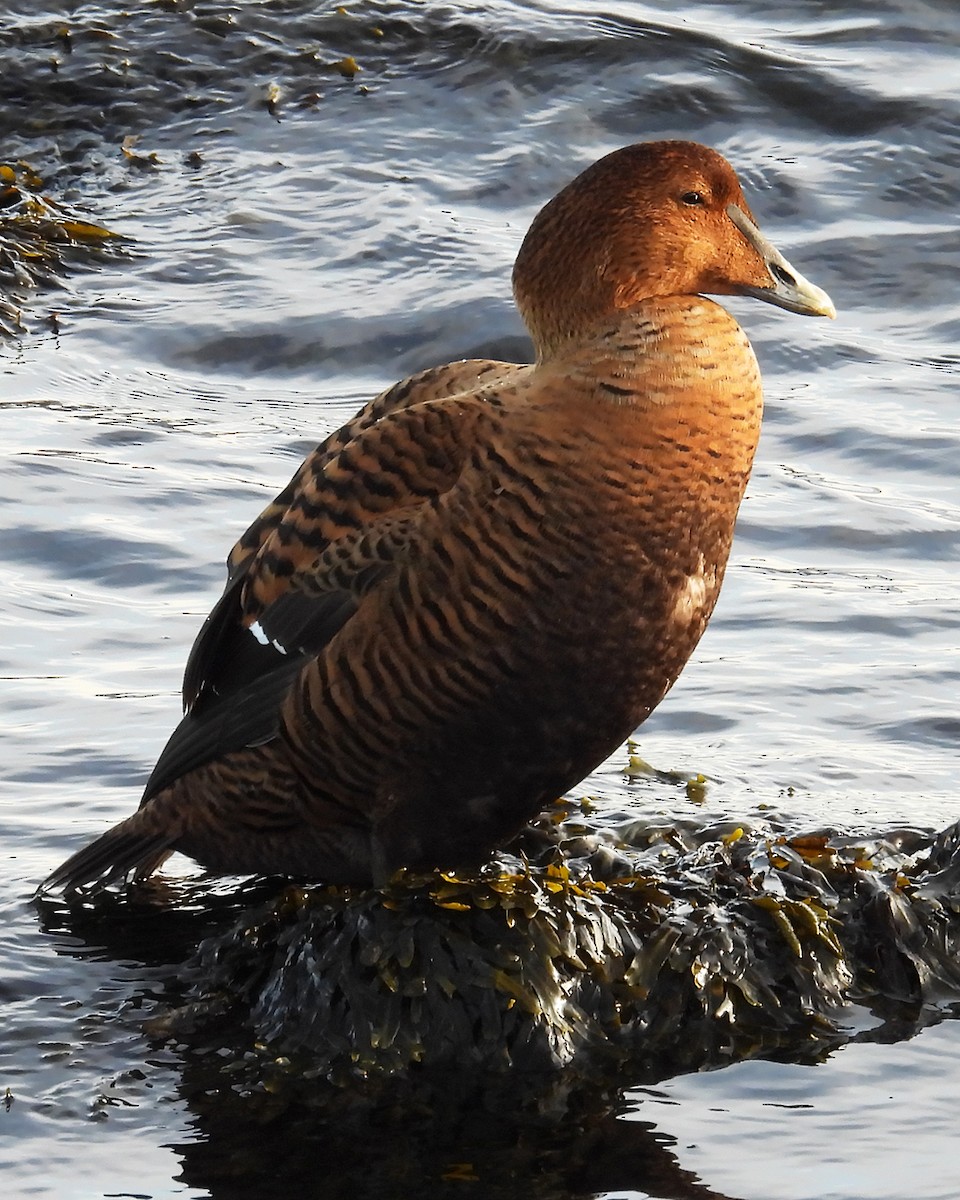 Common Eider - ML647288760