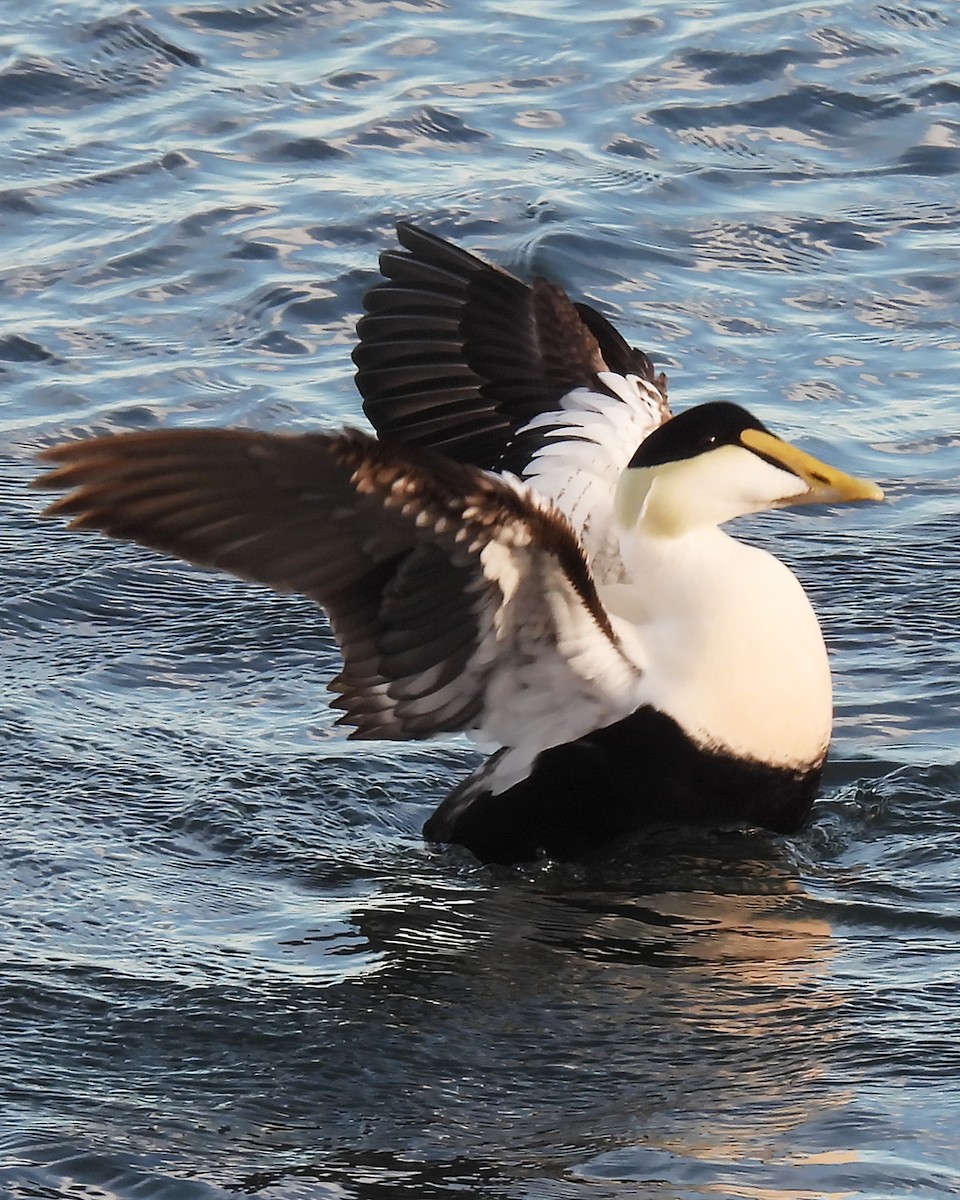 Common Eider - ML647288761