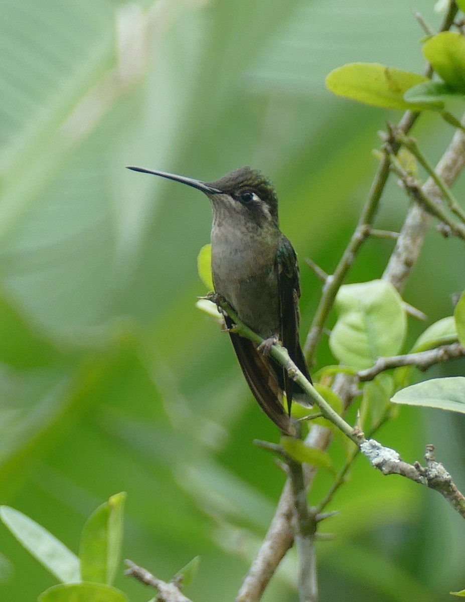 Rivoli's Hummingbird - ML647288764