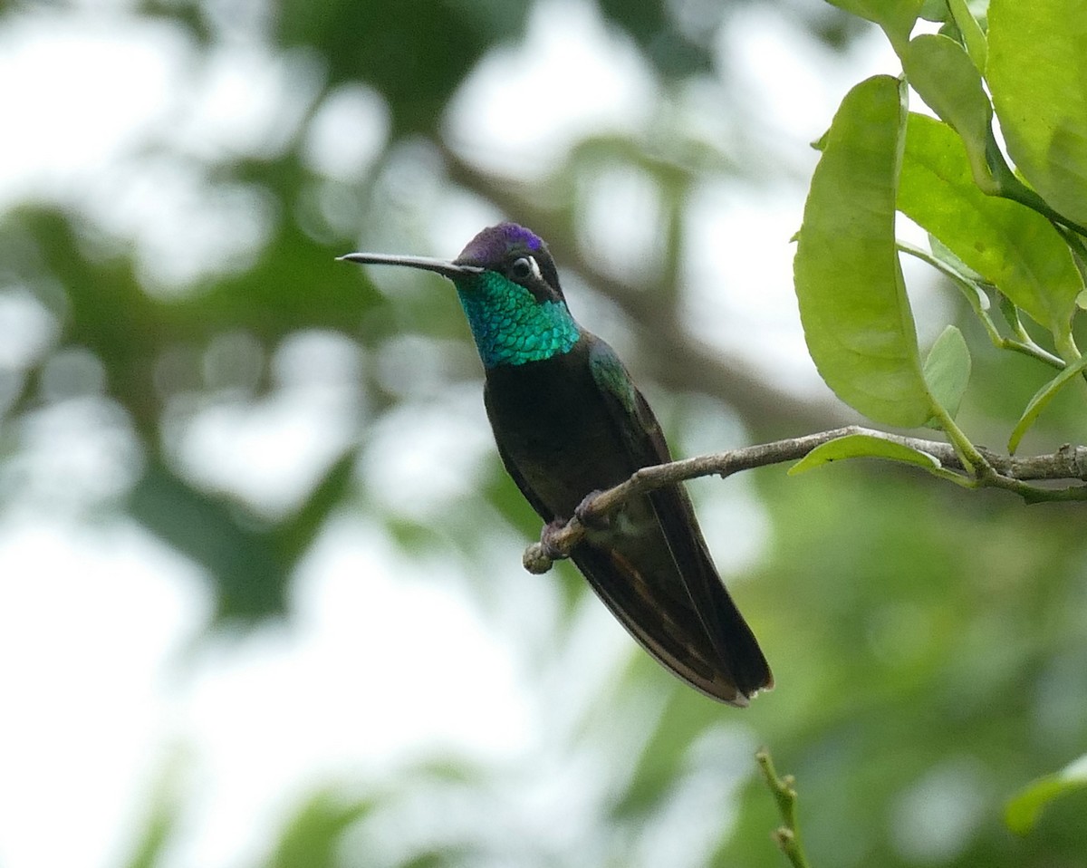 Rivoli's Hummingbird - ML647288765